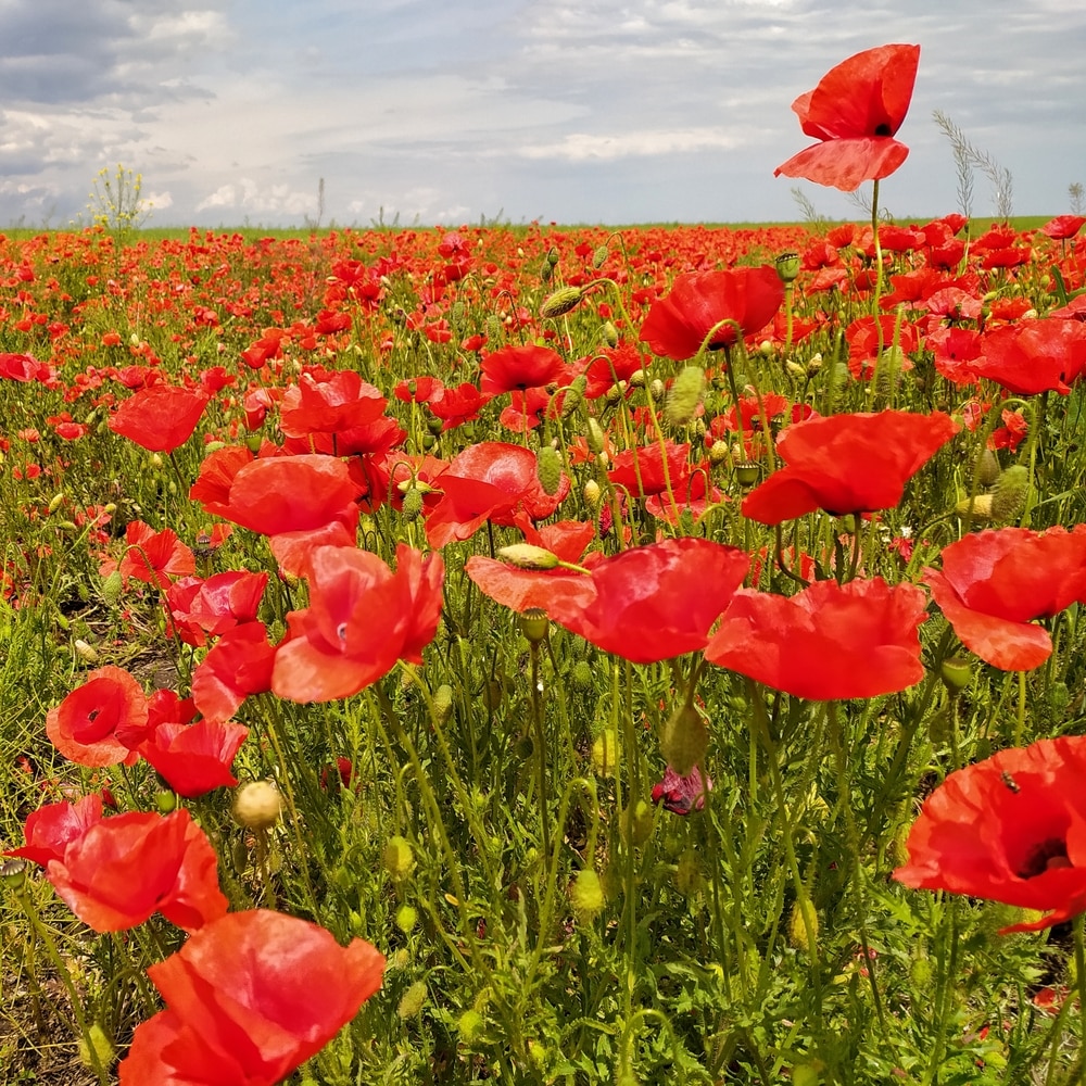 Nominating Yourself for An Award Field of red poppies with one standing taller than the rest